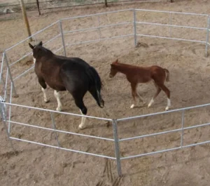 Cattle Panel Fence