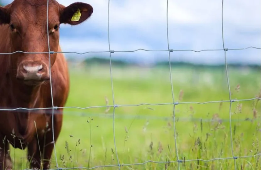 Farm Fence