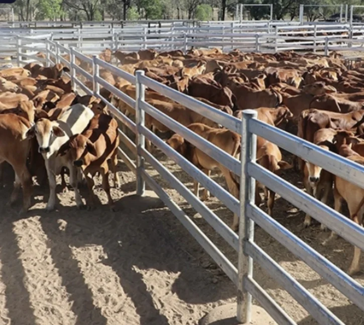 image2-Cattle panels