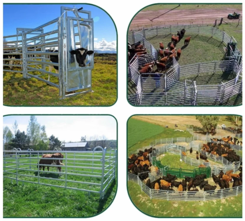 image2-cattle corral panel