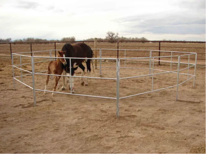 Cattle Panels