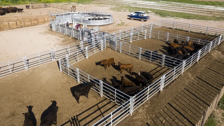 1Ultimate Guide to Cattle Panel Fences for Livestock2